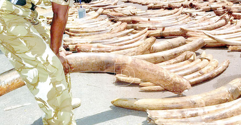 Police arrest two men trafficking Sh18 million worth ivory in Kilifi