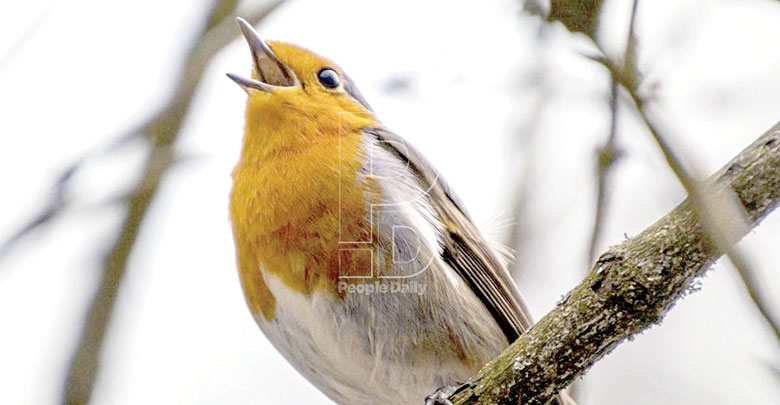 Noise pollution hinder bird communication, study says