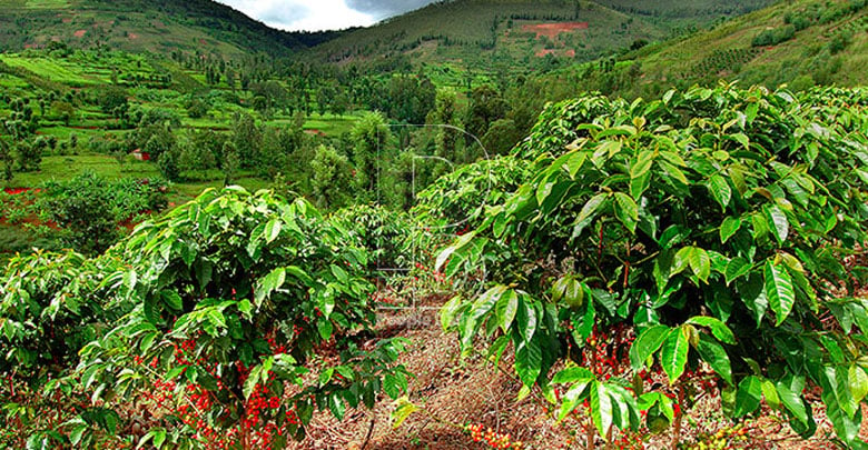 Coffee husbandry tips farmers on better returns