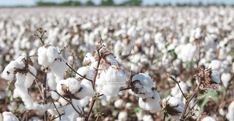 Kenya’s cotton industry on revival trajectory as farmers embrace improved varieties