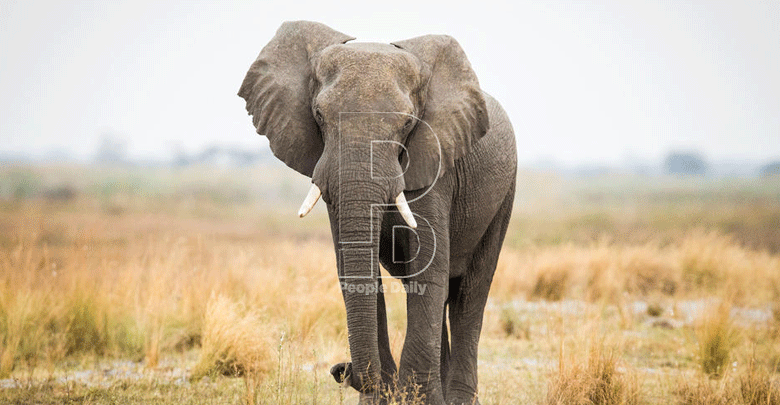 Jumbo tug of war between Southern and East Africa