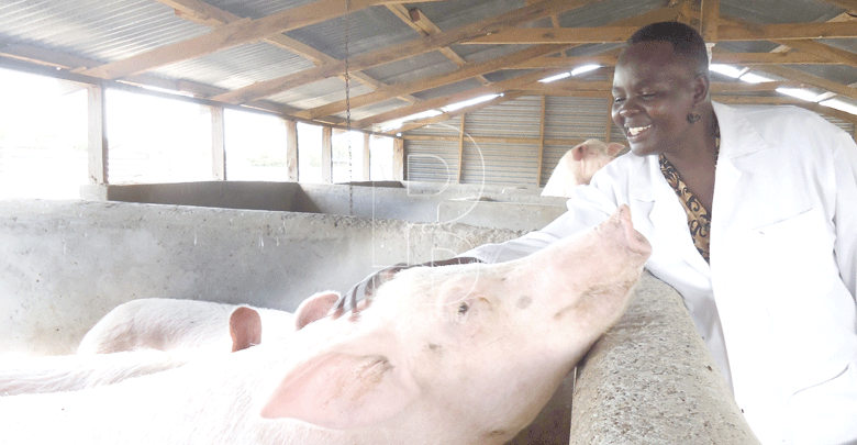 Green Farm: Pigs bring home the bacon for Kisumu farmer