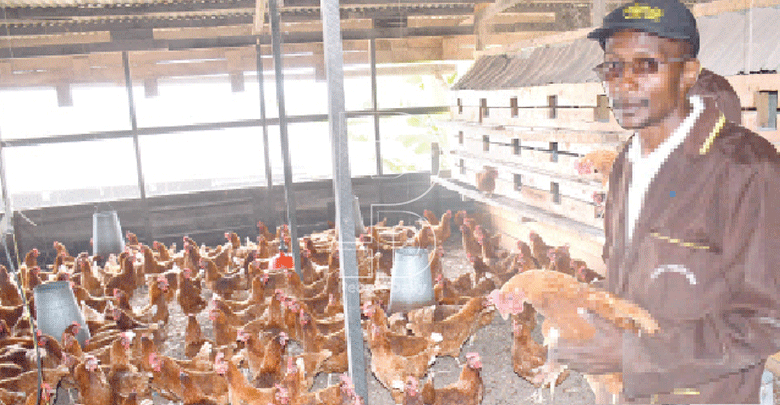 Poultry farming: Imports leave poultry keepers with egg on face