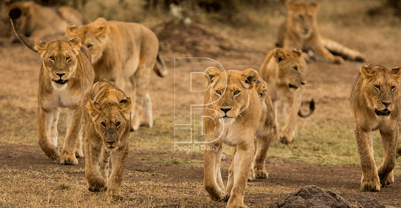 How long will the lions’ roar last? The King of the Jungle