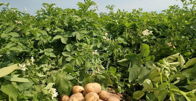 State starts enforcing 50kg potato packaging law