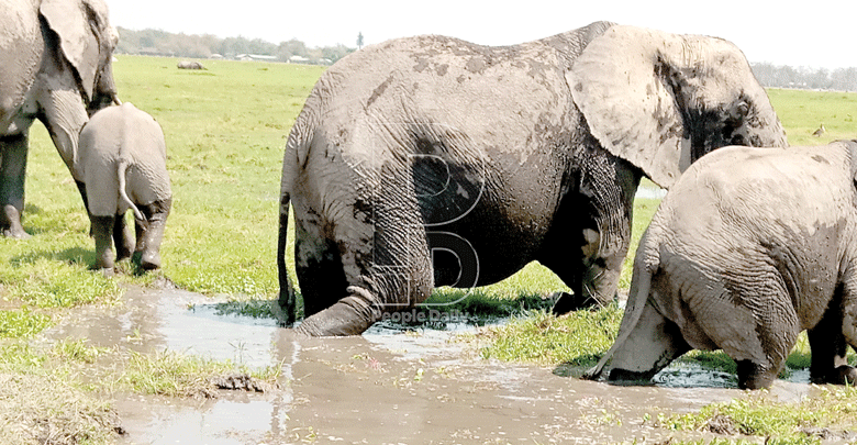 Wild African night: Close encounters of the elephant kind in Amboseli