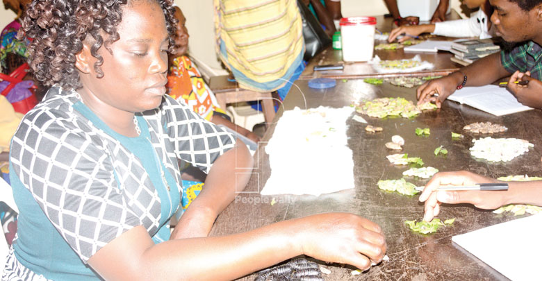 Butterfly farming changes fortunes for Malindi locals