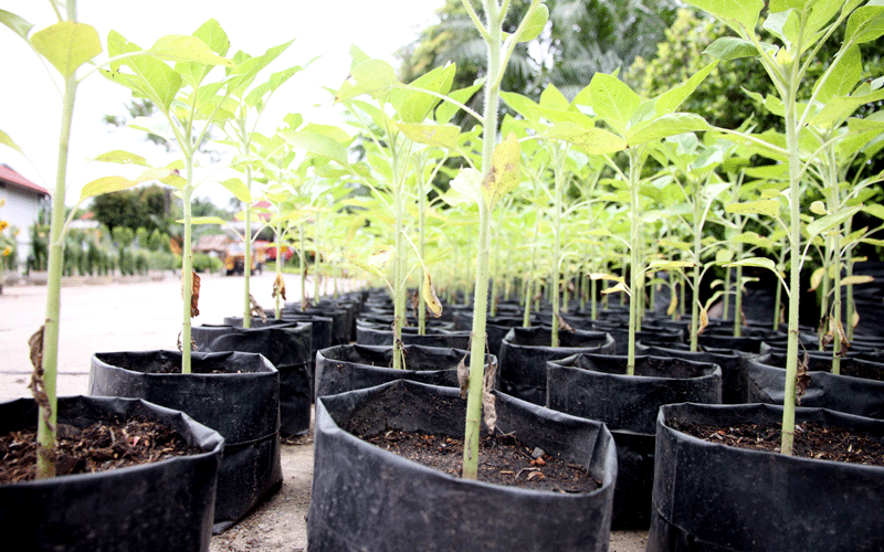 Youth changing the environment one tree at time