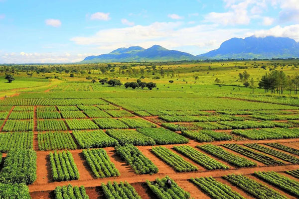 Big data is the sure seed for green revolution
