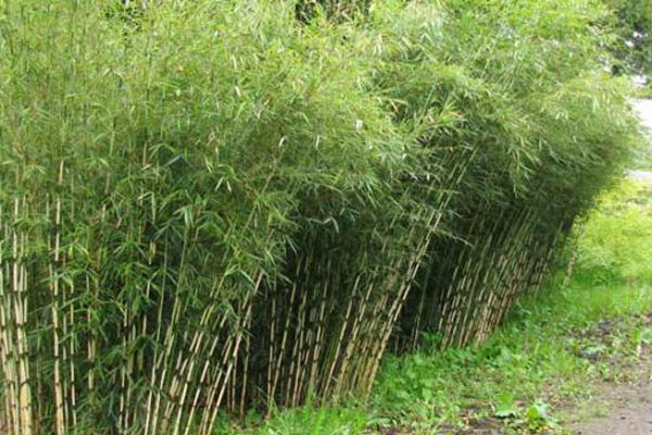 Kenya turns to bamboo for environmental conservation