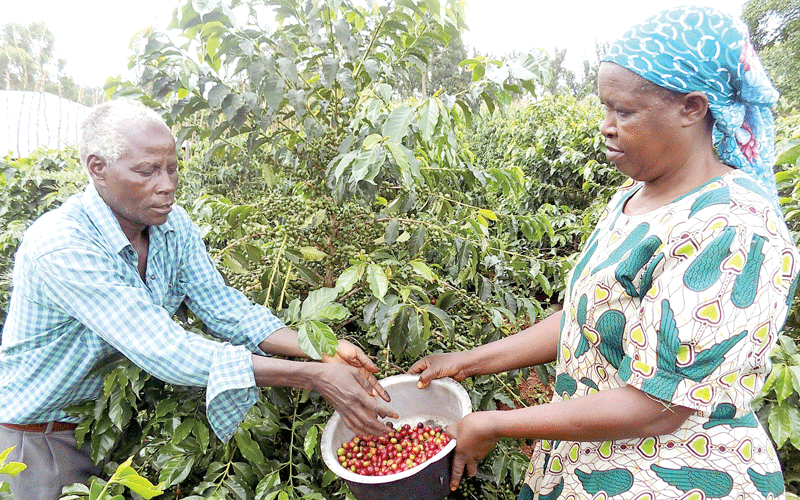 How value addition will greatly boost coffee growers’ fortunes