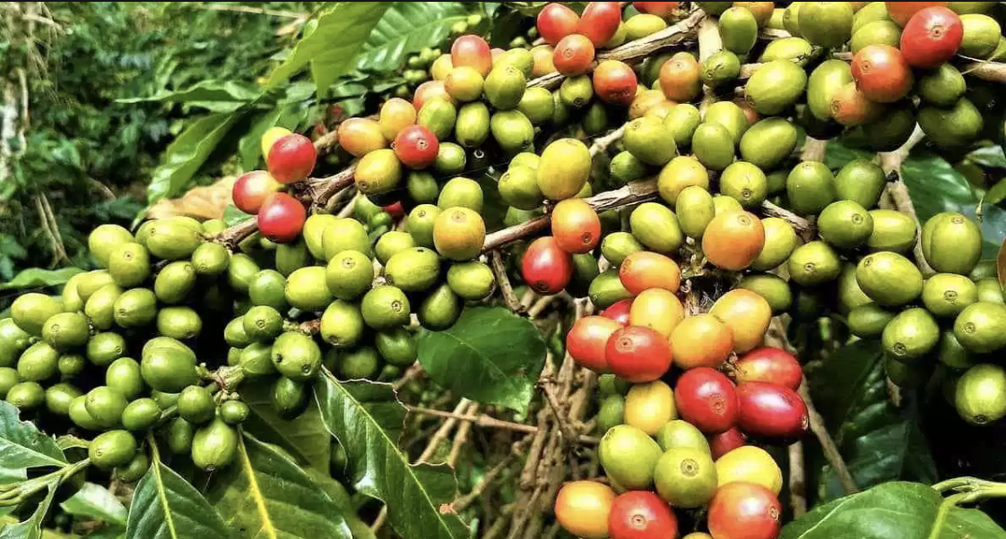 Kenya says Arabica coffee exports up amid reforms