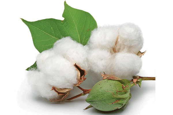 Bt cotton production awaits Cabinet approval