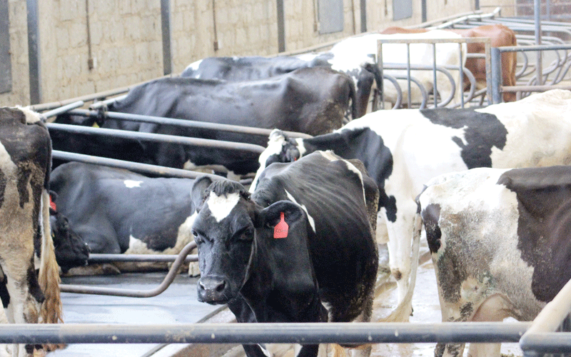 Residents decry return of cattle theft along Kisii- Transmara border