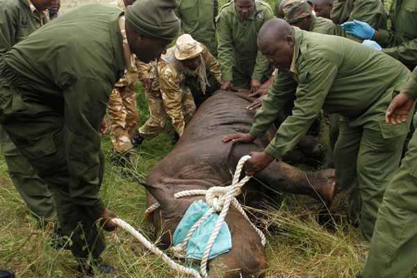 MPs demand Balala sack over the death of 11 black rhinos