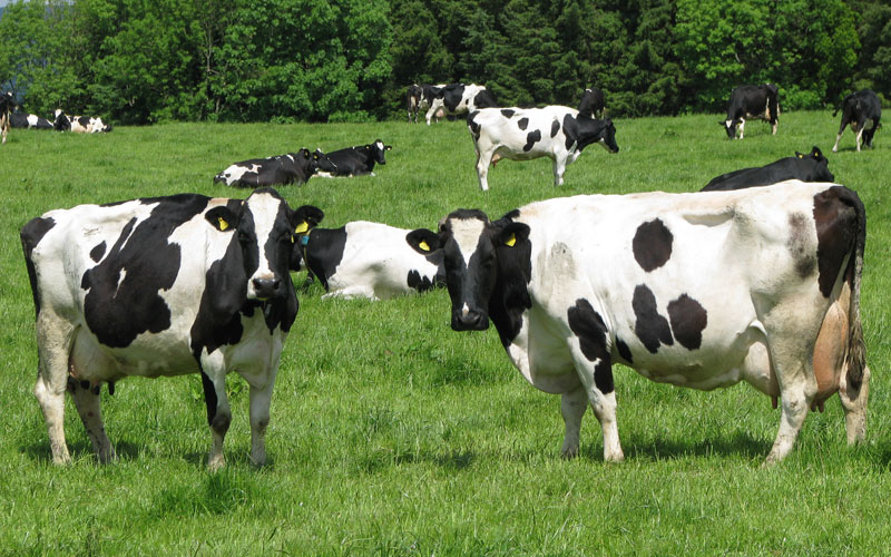 Cooper K-Brands unveils Sh700m livestock supplements factory