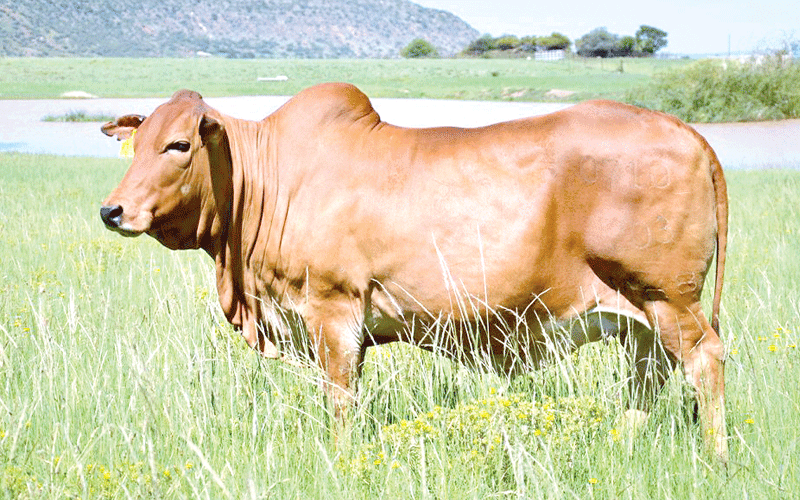 Calls to salvage indigenous cattle breeds intensify