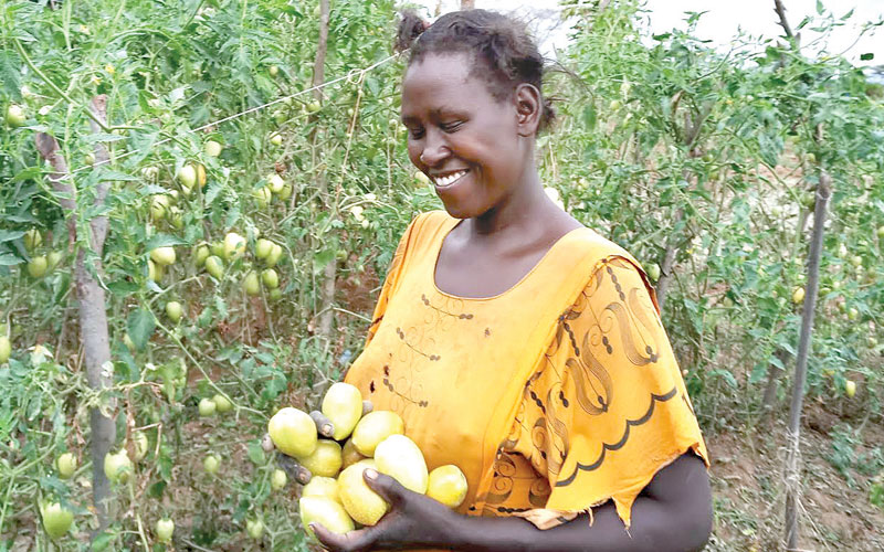 Crop ‘bug’ injects  hope  into Turkana pastoralists