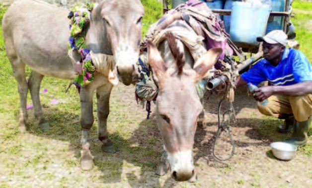 Court: You can now slaughter your donkey