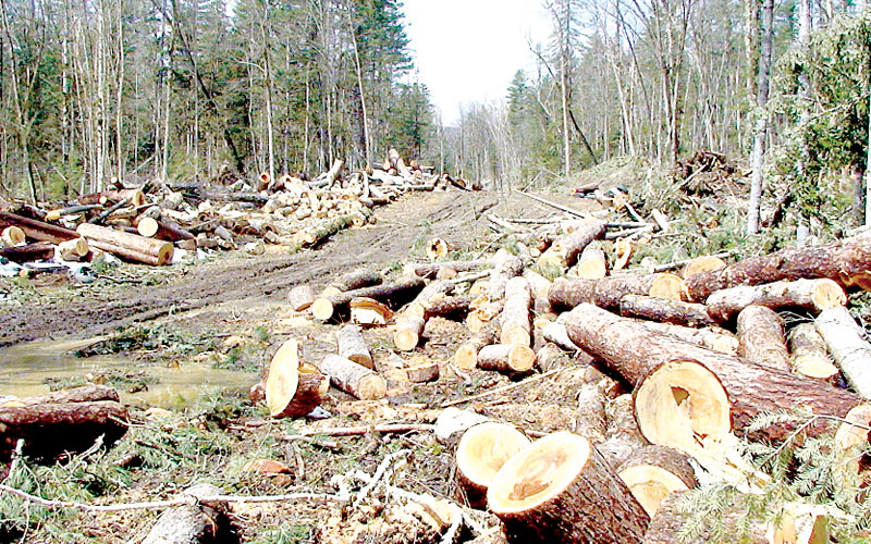 Billions, jobs lost due to ban on logging, KEFRI report says