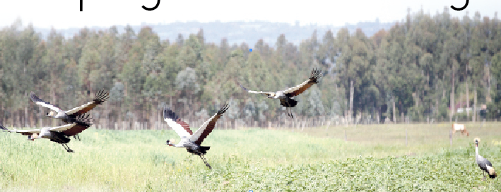 Keeping cranes soaring