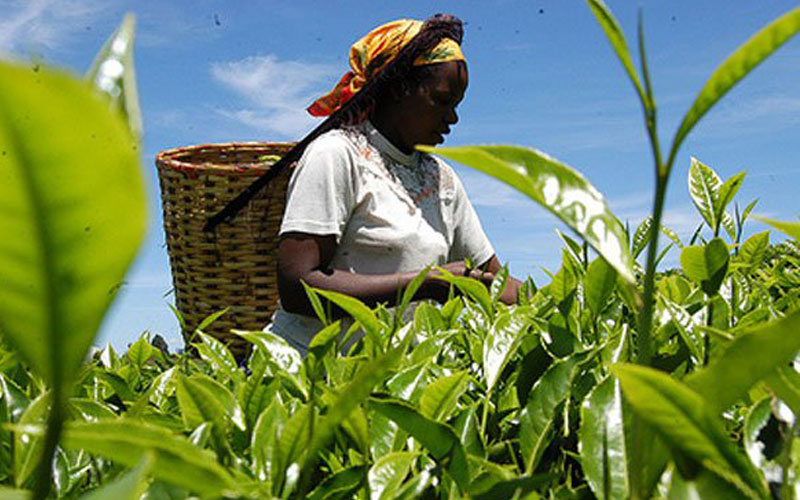 War to deny Kenya Sh7b tea market - People Daily