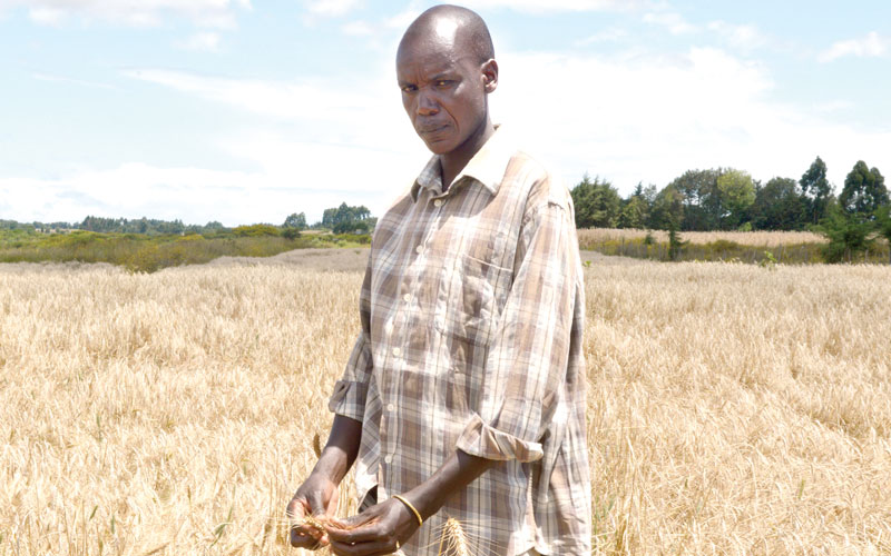 Wheat farmers face huge losses over heavy rains