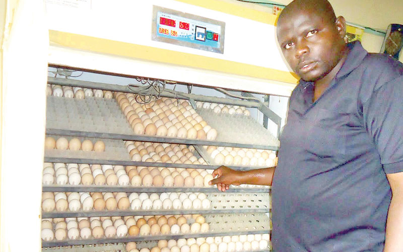 Farmer strikes gold in the chick hatchery