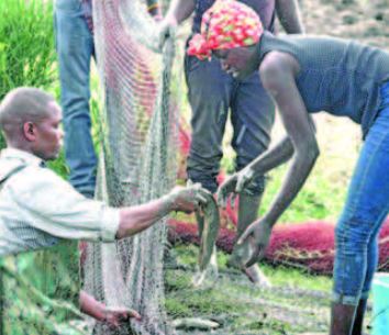 Why fish farmers are swimming in money