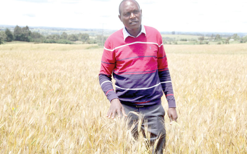 Wheat straw keeps milk flowing for Narok farmers