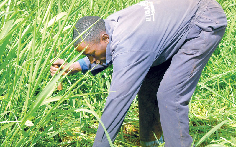 New grass variety boosts dairy sector