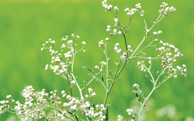 Weed linked to increasing incidences of malaria
