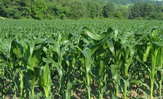 ‘Catapult’ wipes out maize crops in Murang’a