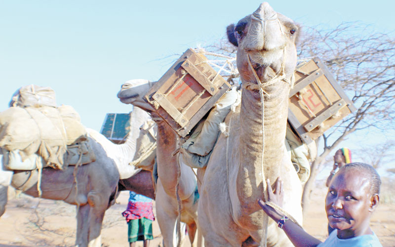 Camel carries the day to deliver healthcare