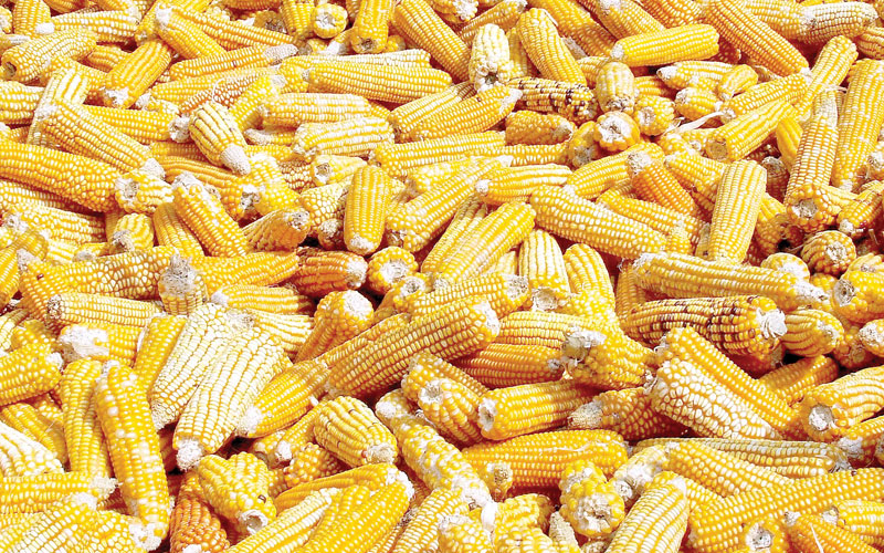 Stakeholders ask State to remove duty on yellow maize