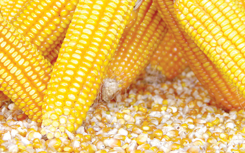 State dims hope for Bt maize commercial farming in 2019