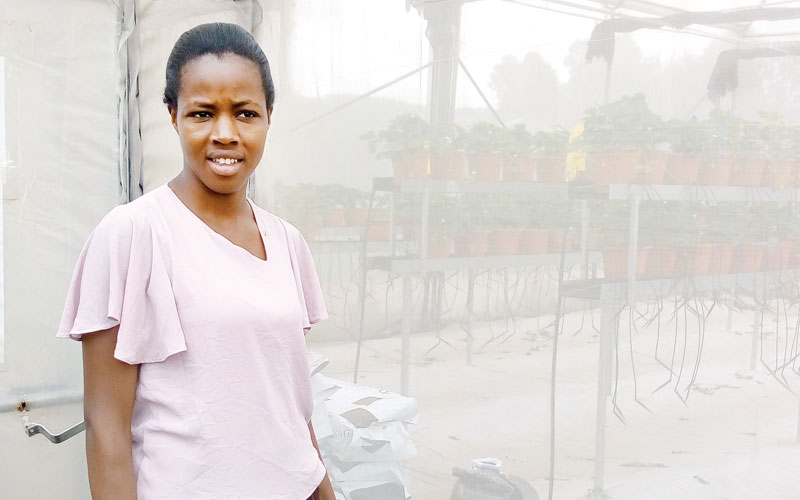 Japanese strawberries land a home in Nakuru