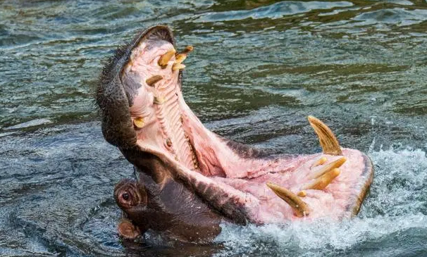 Hippo crushes man to death