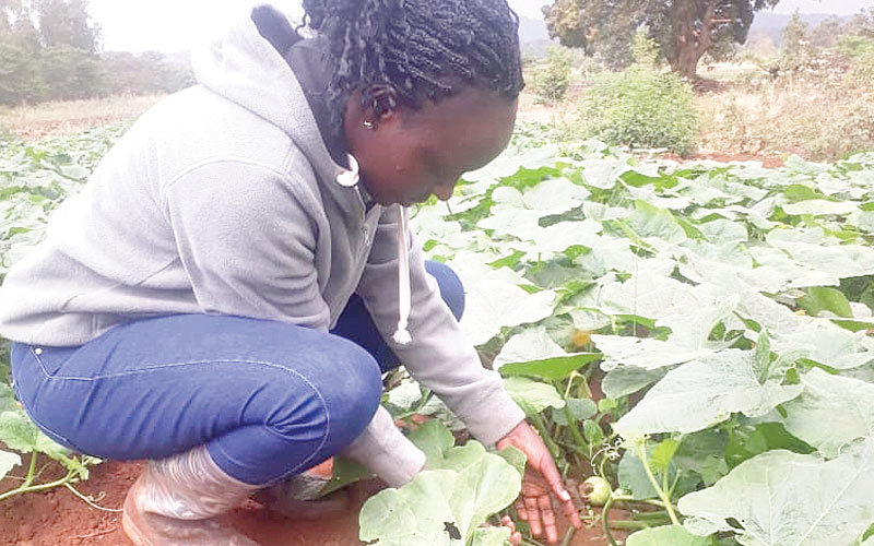 From breezy office to eking out a living from the soil