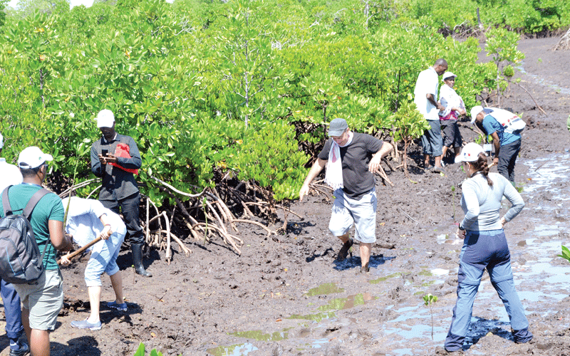 Lamu gets down to conserve mangrove