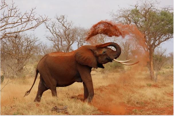 Elephant kills woman in Baringo, KWS confirms