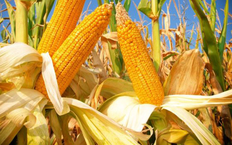 MP Wamalwa urges NCPB to buy maize from farmers as directed by the President