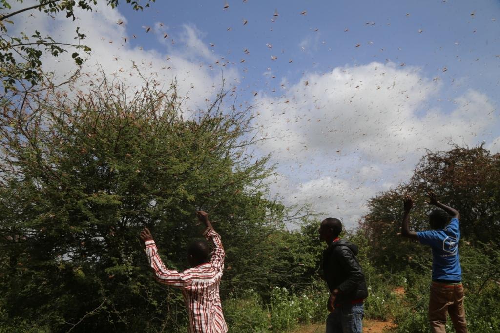 Fall army worm causes food losses worth Sh2 billion