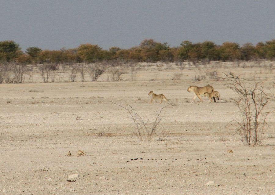 Six lions escaped from Namibia’s largest game park
