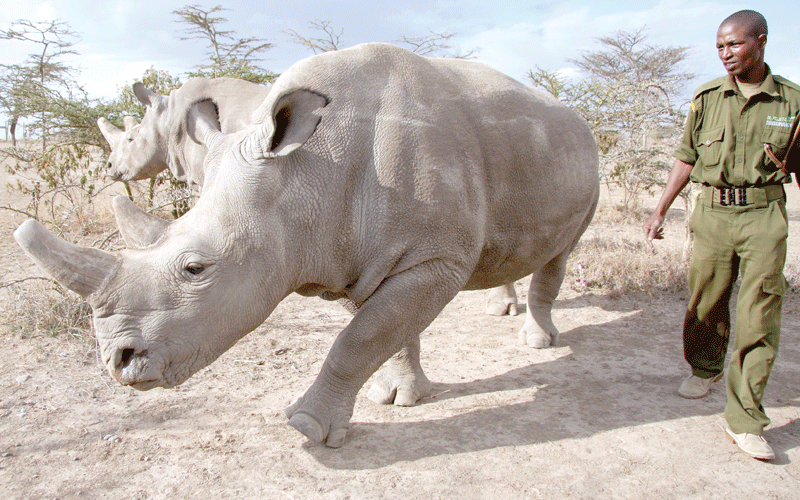 Scientists create third embryo to save white rhinos