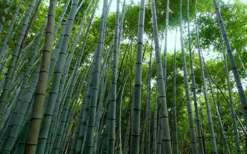 Why bamboo is becoming a viable alternative wood