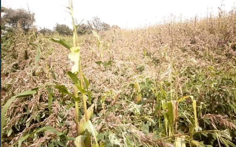 Russia donates Sh300 million to Kenya in fight against locust invasion