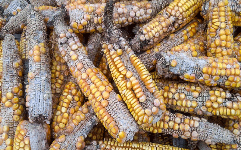 Kalro develops fungus to fight aflatoxin spread