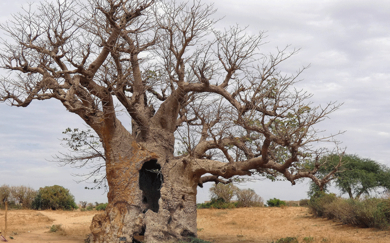 Baobab trees: Mysterious link to the other world