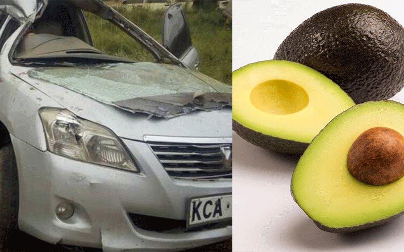 Bodyguard dies after driving over avocados